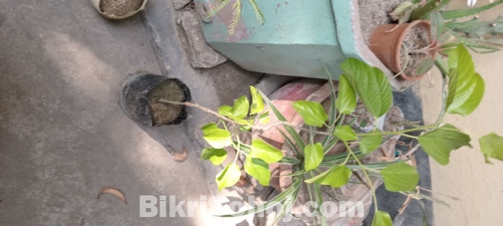 হোয়াইট লং মালবেরি